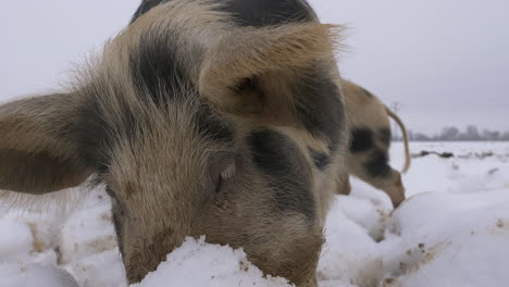 Macro-close-up-of-cute-hairy-pig-digging-in-deep-snow-with-snout,foraging-in-wilderness