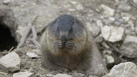Close-up-shot-of-cute-fat-Groundhog-eating-outdoors-and-jumping-into-hole-in-mountain