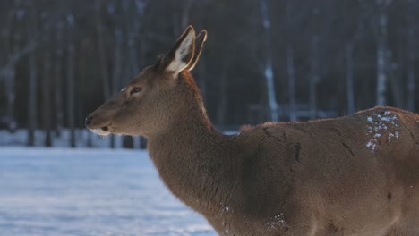 Elk-deer-and-herd-surviving-the-cold-winter-in-cinematic-slow-motion