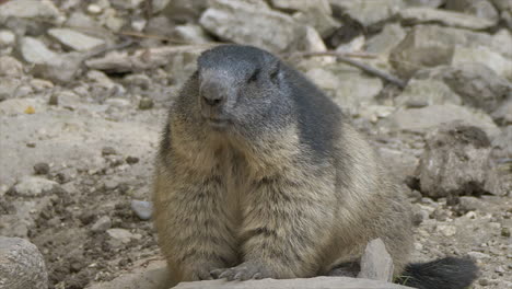 Fat-Groundhog-resting-on-rock-in-swiss-alps-during-sunny-day-and-watching-around,closeup