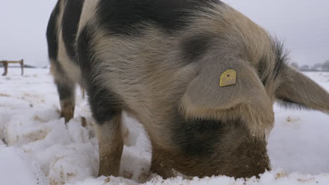 Macro-shot-of-Cute-Wool-Pig-eating-outdoors-in-deep-white-snow-from-Europe