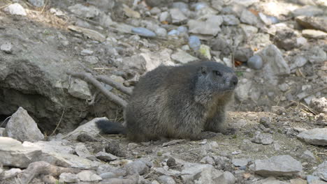 Close-up-shot-of-cute-Groundhog-sitting-in-front-of-house-hole-in-rocky-mountain-during-sunny-day