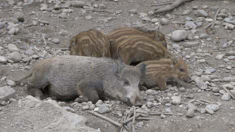 Close-up-shot-of-several-funny-young-baby-boars-climbing-on-adult-mother-in-wilderness