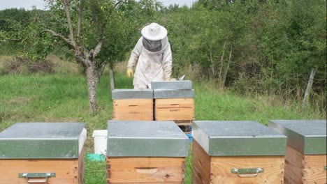Ein-Imker-Sammelt-Honig-Aus-Bienenstockkästen,-Bienen-Schwärmen