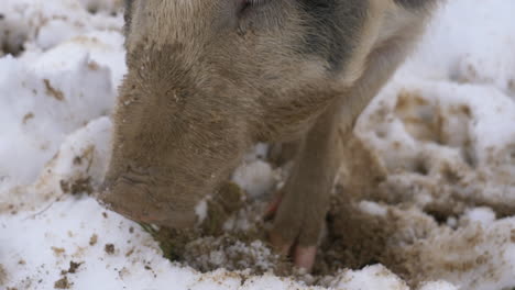 Nahaufnahme-Von-Wildschweinen,-Die-Im-Winter-Auf-Dem-Bauernhof-In-Sandigem-Und-Schneebedecktem-Boden-Graben,-4k