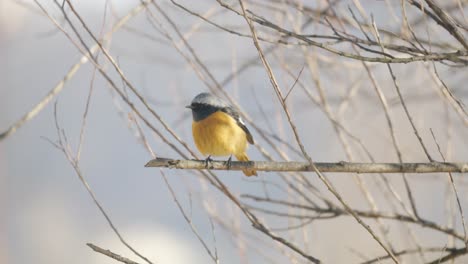 Eastern-Yellow-Robin---Eopsaltria-australis---Australian-brightly-yellow-small-song-bird