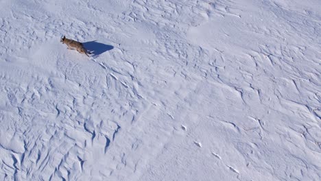 Coyote-Corriendo-A-Través-De-La-Nieve-En-Polvo-Profunda-Y-Los-Campos-Para-Sobrevivir-Al-Frío-Invierno