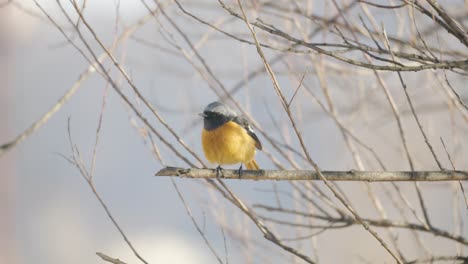 Eastern-yellow-robin-pooping-while-sitting-on-a-branch