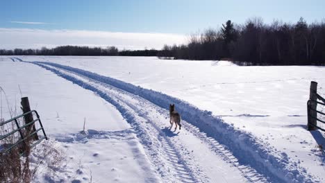 coyote-running-through-deep-powder-snow-and-fields-to-survive-the-cold-winter