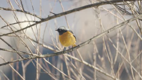 Eastern-yellow-robin-perched-on-a-branch-in-winter-at-sunset-in-South-Korea