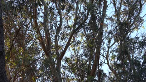 Monarch-butterflies-fluttering-around-a-Eucalyptus-tree
