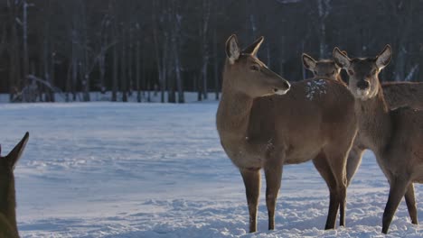 Elchhirsche-Und-Herde-überleben-Den-Kalten-Winter-In-Filmischer-Zeitlupe