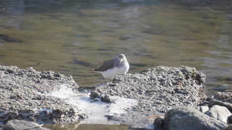 Common-Sandpiper-bird--in-a-stream