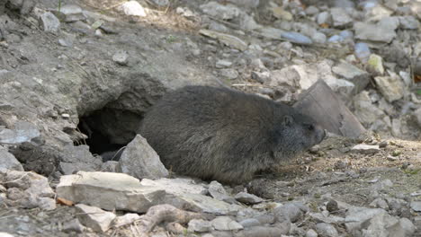 Cute-Black-Groundhog-moving-slowly-out-of-home-cave-in-mountain,close-up