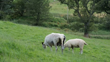 Schafe-Grasen-In-Der-Schottischen-Landschaft-Mit-Grünem-Gras