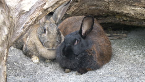 Close-up-shot-of-cute-couple-of-bunnies-resting-under-wooden-trunk-in-nature