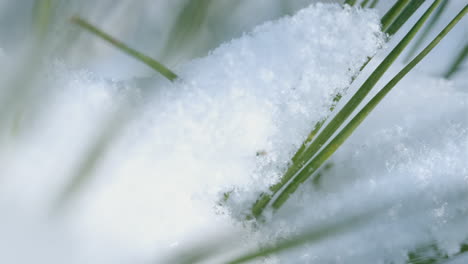 Macro-shot-of-snow-on-pine-needles,-slow-pan-down