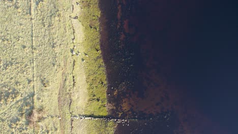 Aerial-drone-footage-flying-up-and-above-the-stony,-grassy-shore-of-Loch-Etive-in-Glen-Etive-in-the-Highlands-of-Scotland-in-winter-with-still,-dark-shallow-water-contrasting-with-vibrant-green-grass