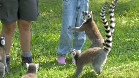 Cute-hungry-greedy-Meerkats-feeding-by-human-outdoors-on-grass-field---Climbing