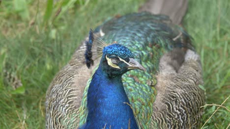 Close-up-shot-of-Indian-Blue-Peacock-sitting-in-grass-and-closing-eyes-during-daytime