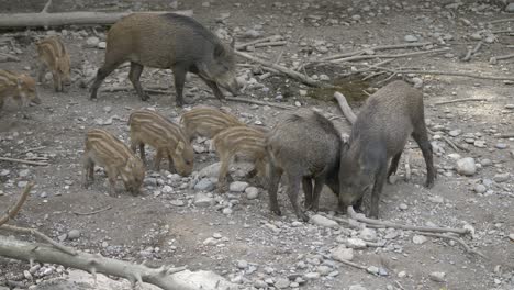 Close-up-shot-showing-cute-family-of-wild-boars-foraging-in-nature-for-food