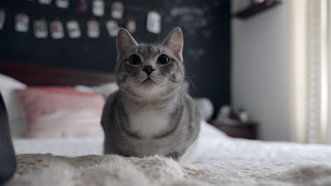 Cute-grey-tabby-kitten-sitting-in-front-of-camera-before-cleaning-herself-by-licking-her-paws,-face-and-back