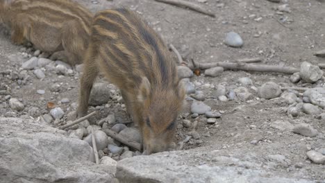 Wild-Baby-Boar-looking-for-food-in-rocky-terrain,digging-with-nose,close-up