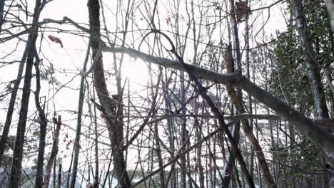Slow-mo-shot-of-winter-forest-into-the-sun