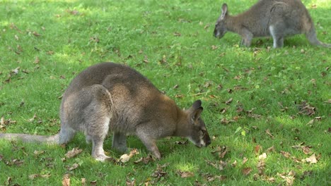 Couple-of-Kangaroos-eating-grass-of-meadow-with-falling-leaves-during-autumn-in-Australia