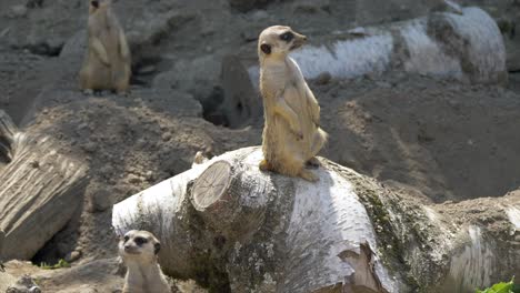 Close-up-of-several-cute-Meerkat-resting-on-wooden-trunk-in-sunlight
