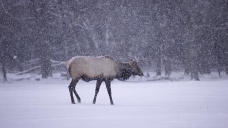 Elk-deer-and-herd-surviving-the-cold-winter-in-cinematic-slow-motion