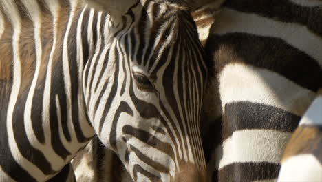 Macro-close-up-of-wild-zebra-lighting-in-sun-in-African-national-park-during-summer