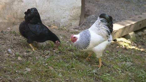 Nahaufnahme-Von-Weißen-Und-Schwarzen-Hühnern,-Die-Gras-Auf-Dem-Bauernhoffeld-Auf-Dem-Land-Fressen