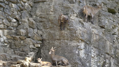Group-of-Scared-Capra-ibex-hiking-on-steep-mountain-rock-wall-during-sunlight,4K