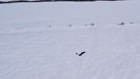 Volando-Con-águilas-Calvas-Invierno