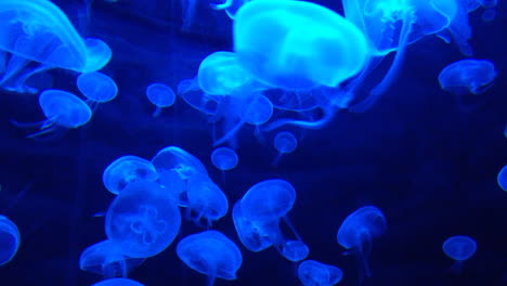 Group-of-blue-colored-jellyfish-swimming-and-floating-in-water,-amazing-sea-jellies-underwater-close-up