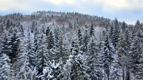 Pinos-Helados-Nevados-En-La-Hermosa-Naturaleza-De-Las-Montañas-De-Ucrania---Antena