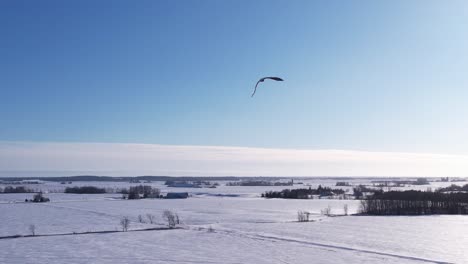 Fliegen-Mit-Weißkopfseeadler-Winter