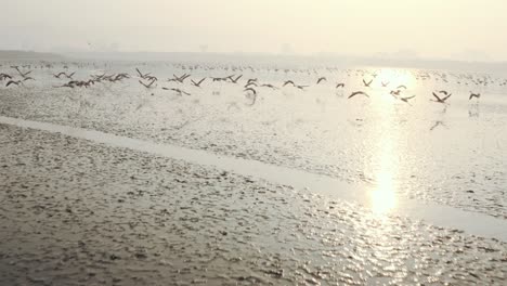 Low-aerial-shot-towards-low-flying-flamingo-flock