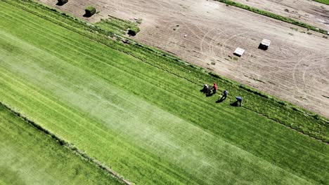 A-group-of-workers-mow-the-grass-in-preparation-for-sale-on-a-grass-farm,-Panes-General-Roca---aerial-follow-shot