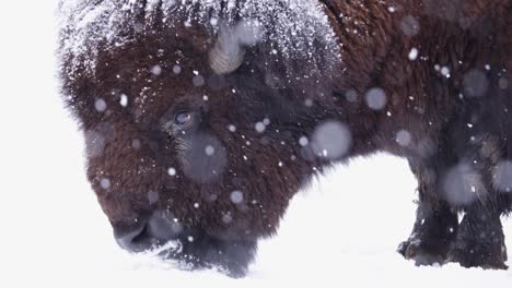 Bison,-Der-Den-Harten-Winter-In-Superzeitlupe-überlebt