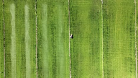 A-view-straight-down-from-the-drone-of-a-moving-worker-mowing-the-grass-for-sale,-General-Roca