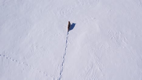 Coyote-Corriendo-A-Través-De-La-Nieve-En-Polvo-Profunda-Y-Los-Campos-Para-Sobrevivir-Al-Frío-Invierno