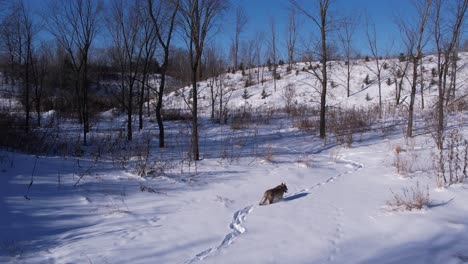Kojote,-Der-Durch-Tiefen-Pulverschnee-Und-Felder-Läuft,-Um-Den-Kalten-Winter-Zu-überleben