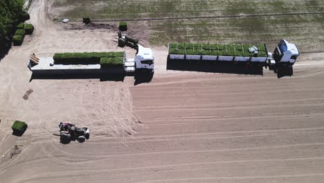 Loading-green-tufts-of-grass-for-transport-and-sale-on-trucks-on-a-grass-farm,-General-Roca---drone-shot