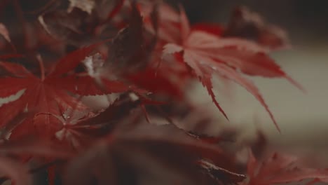Red-scarlet-maple-leaves-waving-in-the-wind-close-up,-real-canadian-leaf-symbol,-autumnal-nature-background