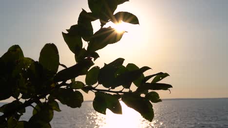 Nahaufnahmen-Von-Blättern-In-Der-Sommerbrise-Während-Des-Sonnenuntergangs-An-Einem-See
