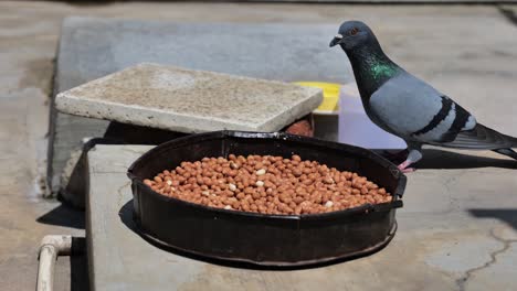 Group-of-pigeons-eating-food-from-a-plate-in-the-street,-urban-wildlife-scene-during-the-day