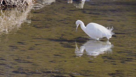 White-Little-Egret-hunting-In-River-Pond-in-Yangjae-Stream-South-Korea