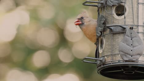 Close-up-shot-of-a-bird-eating-seeds-from-a-wooden-bird-feeder-in-the-foreground,-blurry-background-with-bokeh